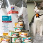 3 Things That Keep My Cats Happy And Healthy