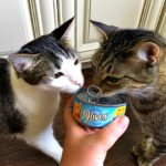 How to Get a Finicky Cat to Eat