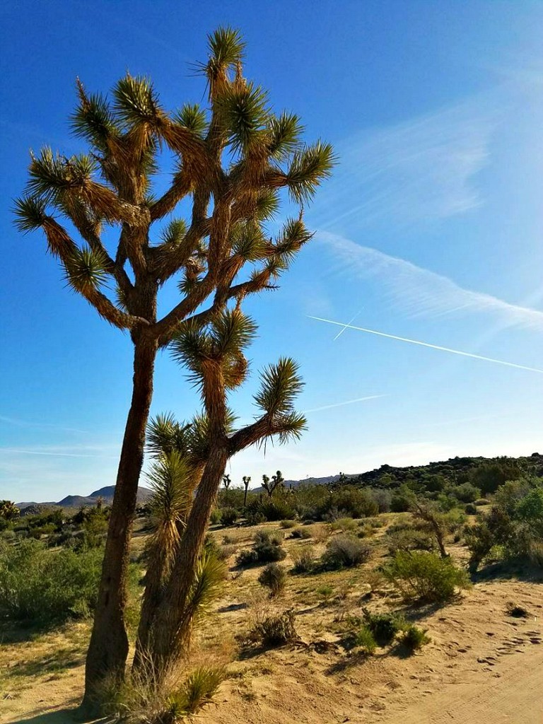 A Joshua Tree