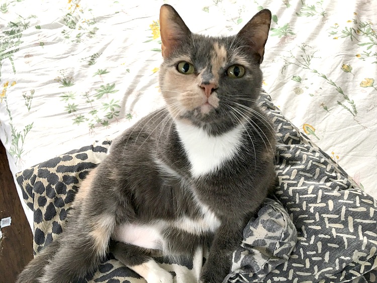 Help Save Shelter Cats With The Litter For Good Program Rick On the Rocks