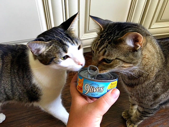 best wet cat food for finicky cats