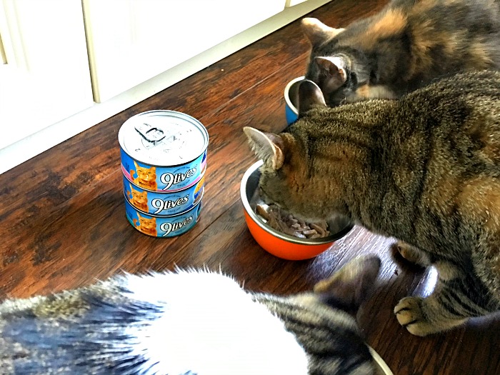 How to Get a Finicky Cat to Eat