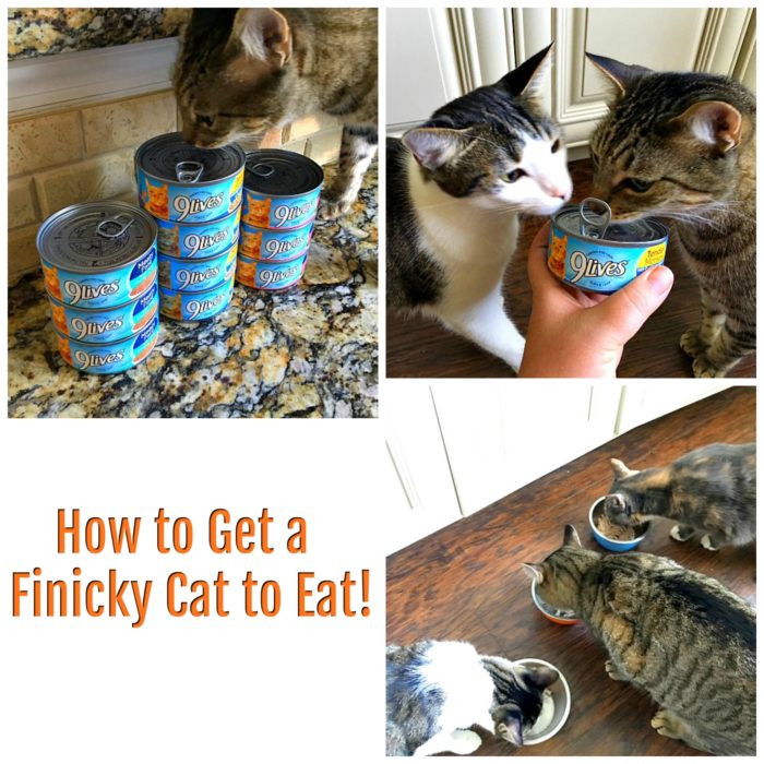 How to Get a Finicky Cat to Eat