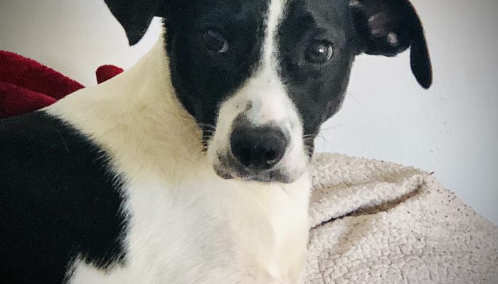 Best Couch Material for Dog Owners
