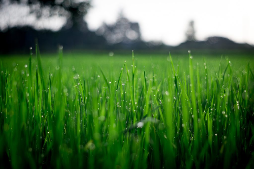 The Basics of Lawn Care: Aerating, Over-seeding, and Fertilizing