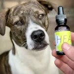Guidelines for Administering CBD Oil for Dogs: A How-To Guide