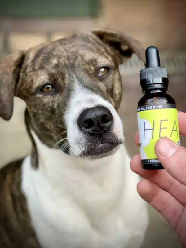 Guidelines for Administering CBD Oil for Dogs: A How-To Guide