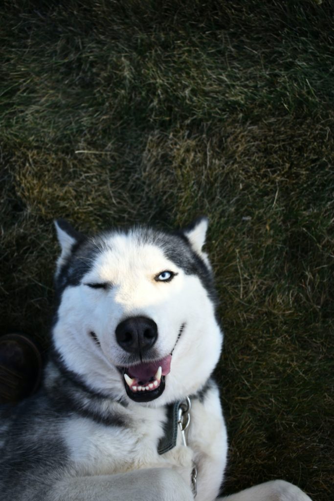 Guidelines for Administering CBD Oil for Dogs: A How-To Guide