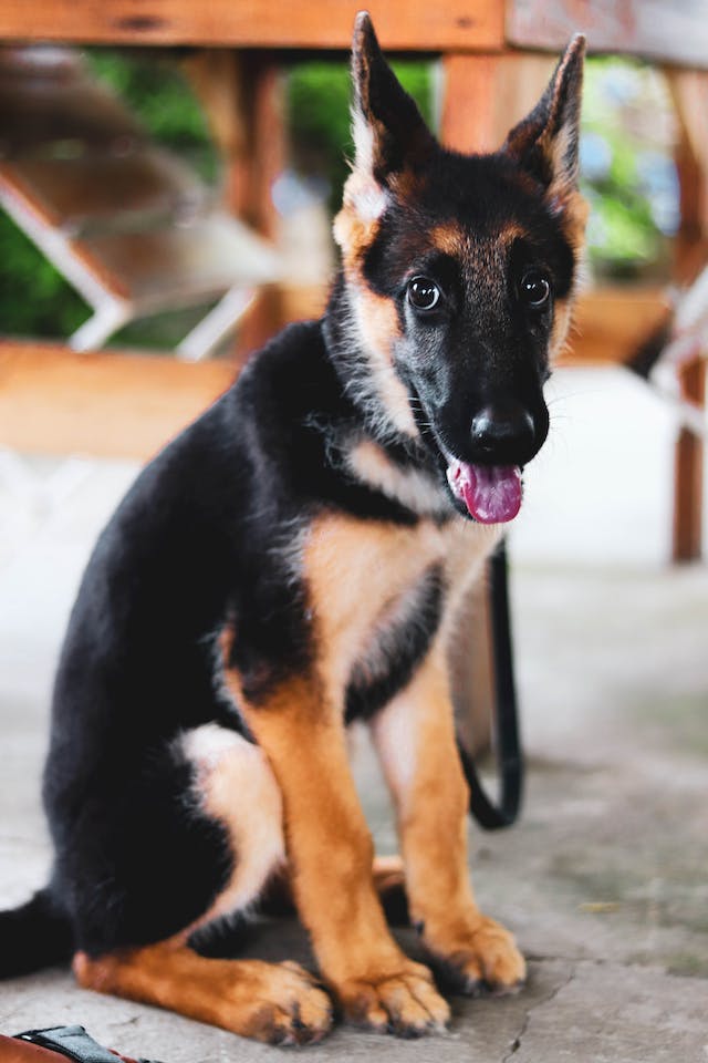 Why German Shepherd Puppies Are the Best Choice for Dog Lovers